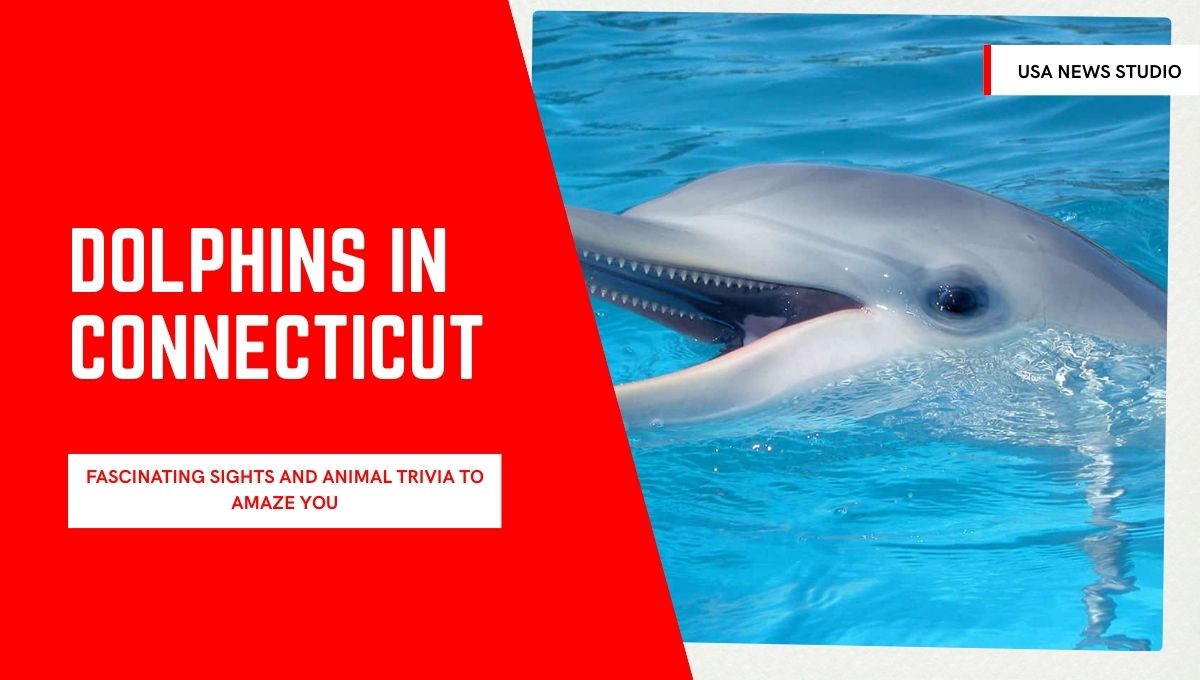 Dolphins in Connecticut